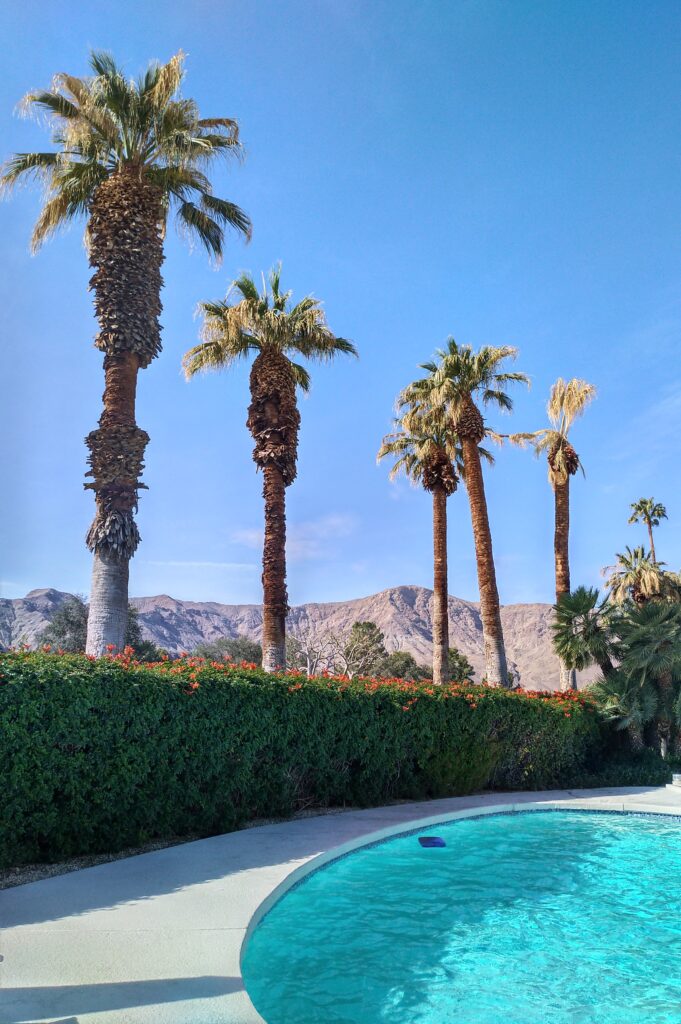 pool with palm trees